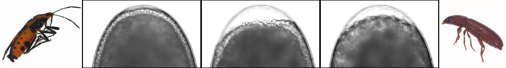 Panfilio Lab News banner image