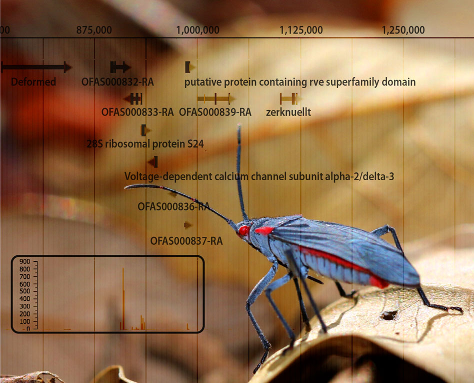 soapberry bug and genome browser