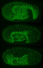 Tribolium nuclear-GFP, early EED